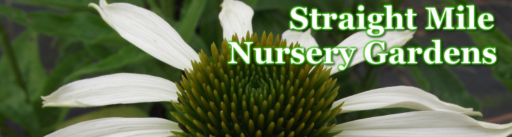 Staight Mile Nursery Gardens